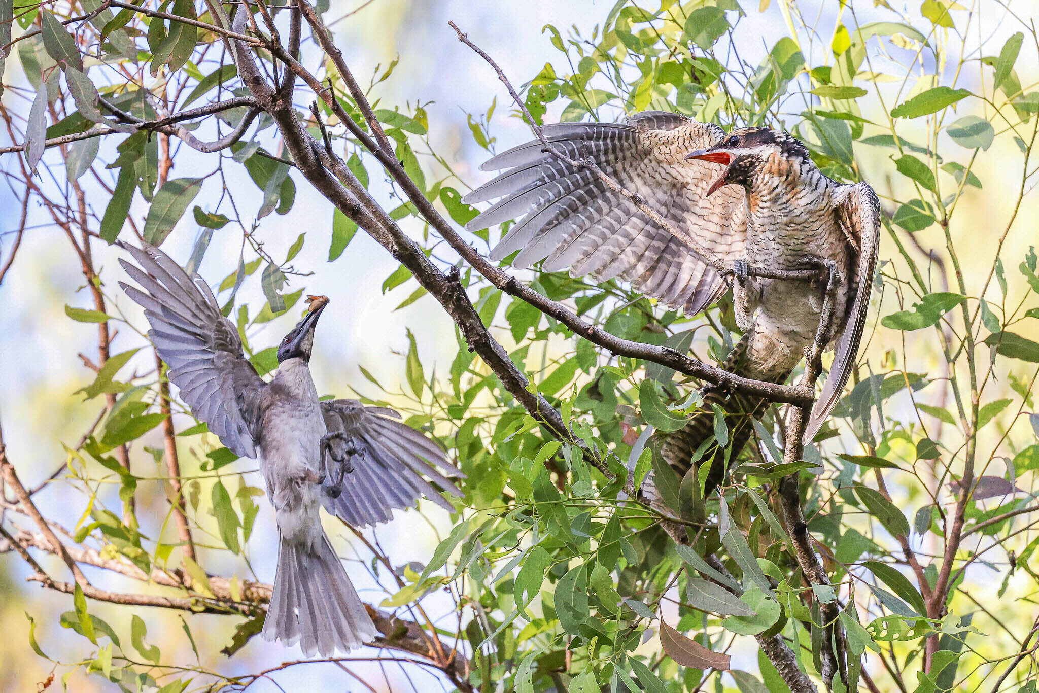 Pacific Koel (Eudynamys orientalis)