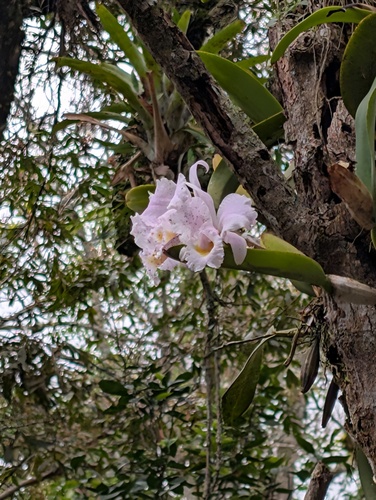 Cattleya schroederae, photograph 2
