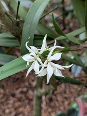 Prosthechea sima