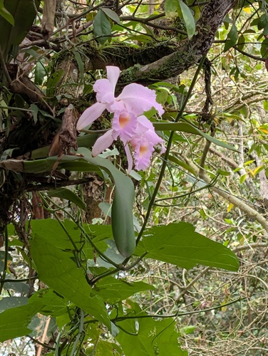 Cattleya schroederae, photograph 1