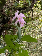 Cattleya schroederae, photograph (c) Martin Kalfatovic, some rights reserved (CC BY)