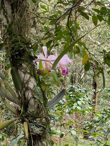 Cattleya trianae