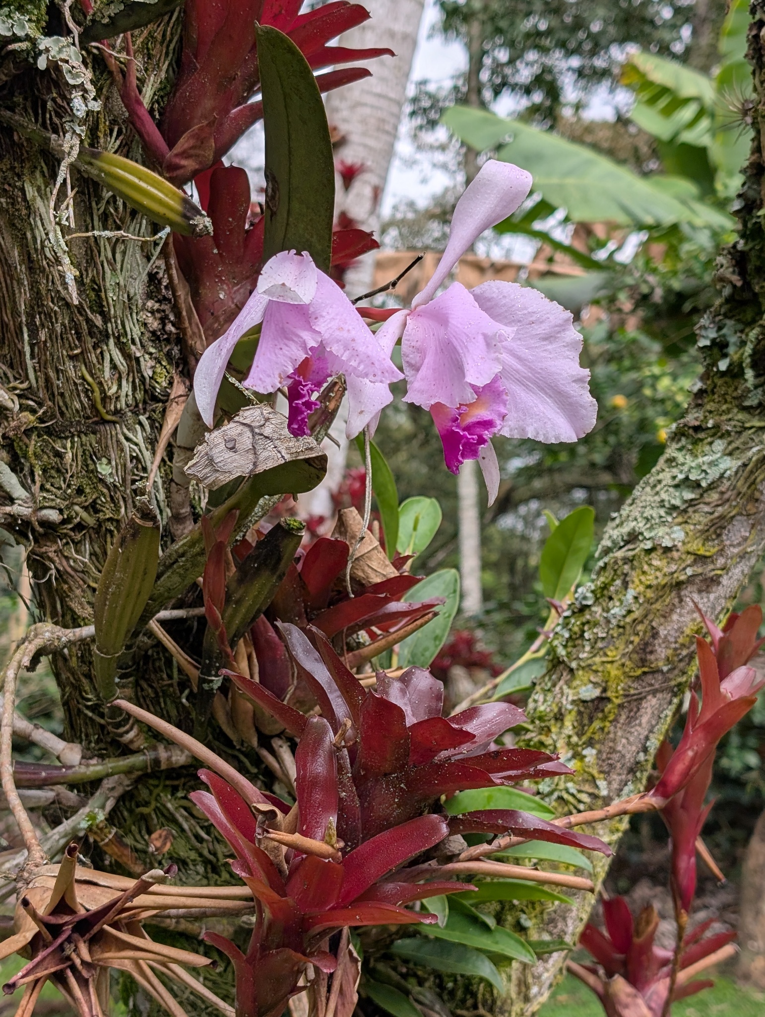 Cattleya Trianae (Cattleya trianae)
