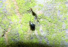 Phyllotreta nigripes