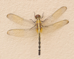 Erythrodiplax umbrata