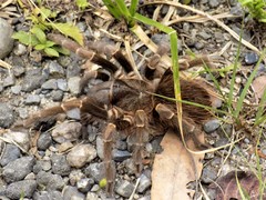 Grammostola