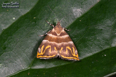 Ornarantia ophiodesma