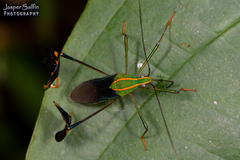 Diactor bilineatus
