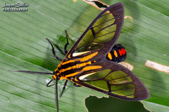 Paraethria flavosignata