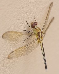 Erythrodiplax umbrata
