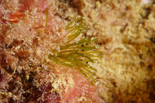Pedobesia clavaeformis observed 2025-10-18