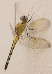 Erythrodiplax umbrata