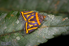 Hemerophila orinympha