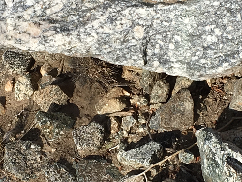 iNaturalist observation photo of Side-blotched lizards