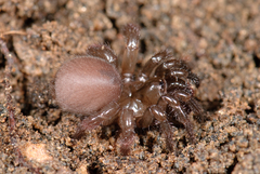 Aliatypus plutonis
