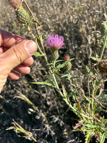 Flodman's thistle (Cirsium flodmanii)