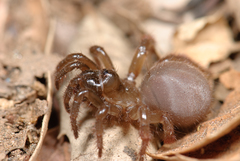 Aliatypus plutonis