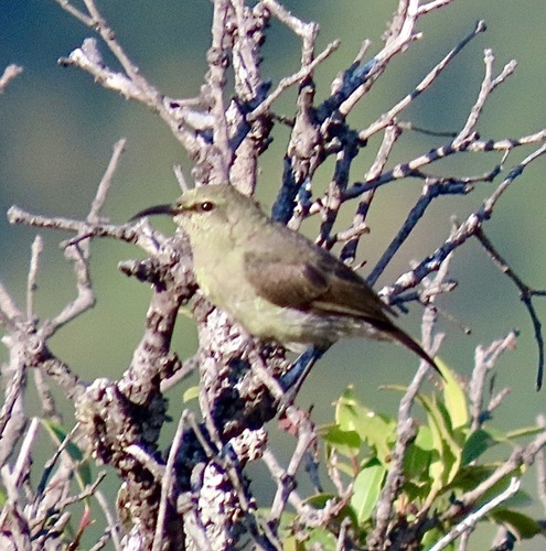 Ludwig's Double-collared Sunbird (Cinnyris ludovicensis), photo 3