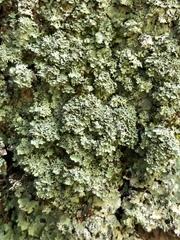 Punctelia appalachensis