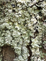 Punctelia appalachensis