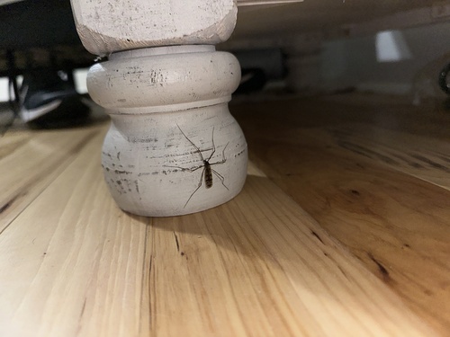 Unknown species found near Davis Hollow Rd, Berea, KY, US