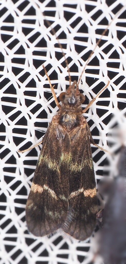 Smicridea fasciatella