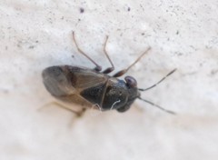 Geocoris megacephalus