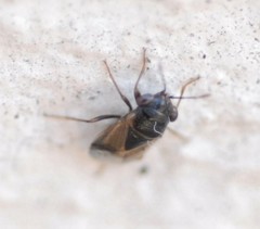 Geocoris megacephalus