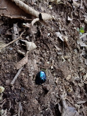 Coprophanaeus saphirinus