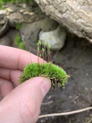 Bryophyta