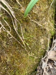 Bryophyta