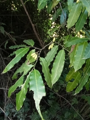 Magnoliopsida