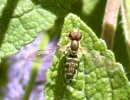 Unknown species found near Harrison St, Lynchburg, VA, US