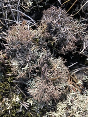 Cladonia wainioi