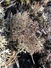 Cladonia wainioi