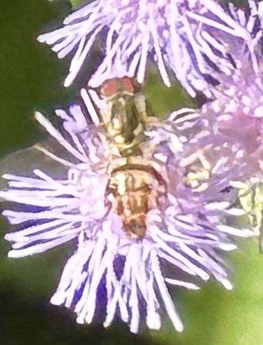 Unknown species found near Harrison St, Lynchburg, VA, US