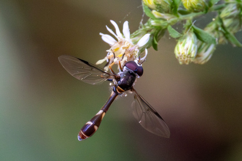Unknown species found near Louisiana, US