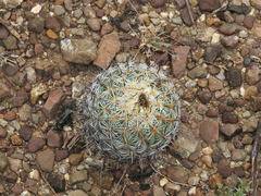 Coryphantha pallida