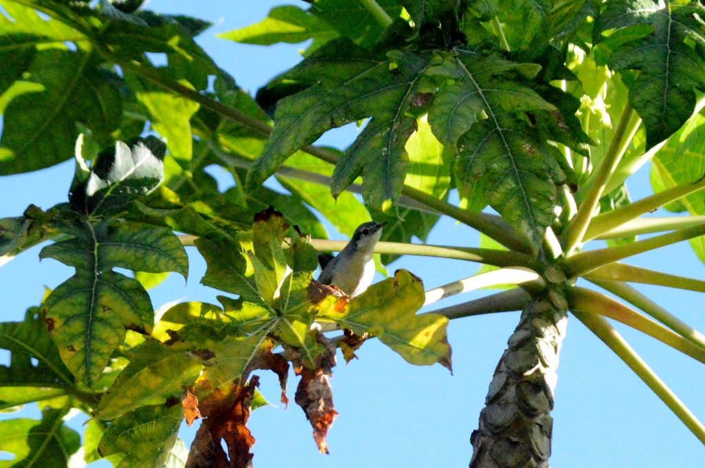 Masked Gnatcatcher