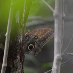 Caligo telamonius