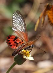Acraea ranavalona