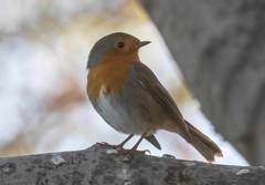 Erithacus rubecula