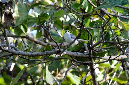 Masked Gnatcatcher (Polioptila dumicola), photo 7