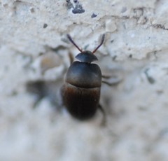 Ptomaphagus sericatus