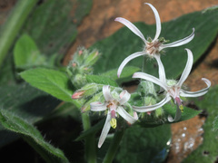 Symphytum creticum