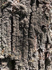 Fuscopannaria praetermissa