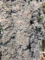 Fuscopannaria praetermissa