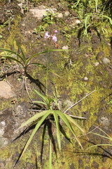Spathoglottis plicata