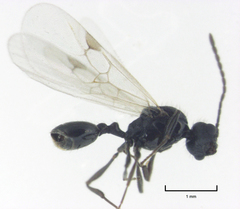 Orectognathus antennatus