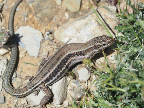 Cretan Wall Lizard, photo 6 of 9